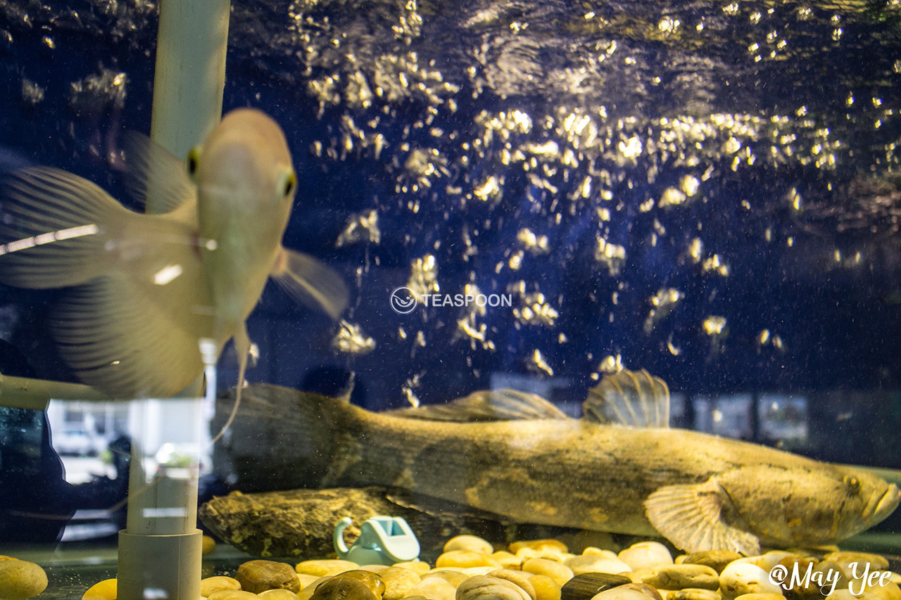 Creatures (2)